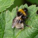 Bombus sylvestris.jpg